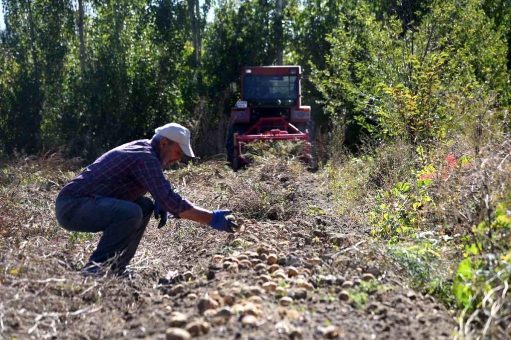 Selçuklu Belediyesi Tarım Makinesi Kiralama Desteğiyle Patates Hasadı Yaptı