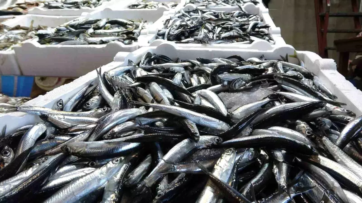 Karadeniz’de Balık Stokları Azalıyor: Kirlilik ve Aşırı Avlanma Etkili