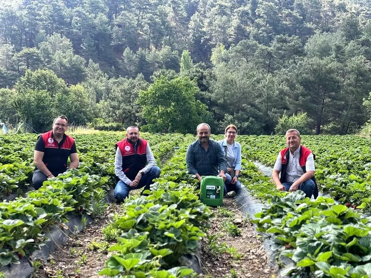 Havran’da 2025 Çilek Hasadı Başladı