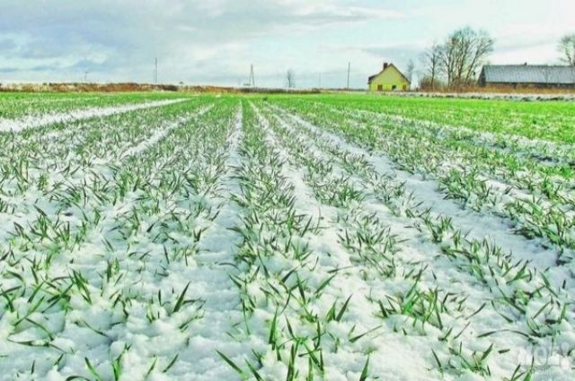 Rusya’da Don Zararı Geçen Yıla Göre Sekiz Kat Azaldı