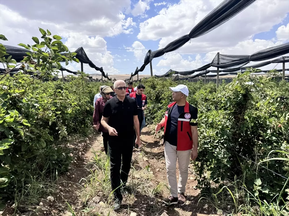 Siirt’te 34 Milyon Lira ile Sözleşmeli Böğürtlen Üretimi Başlatılıyor