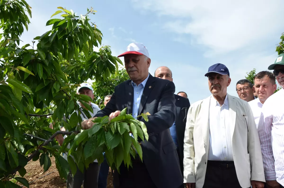 Zirai Don, Türkiye’de Tarımda Tarihin En Büyük Felaketine Neden Oldu