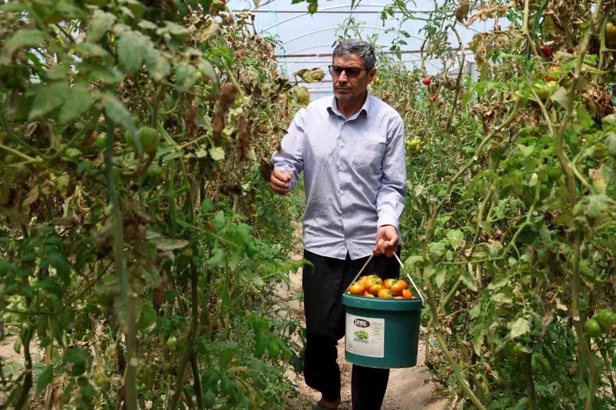 Adana’da Çiftçi İbrahim Erkek’ten Dikkat Çeken Yöntem: Aracıları Ortadan Kaldırdı