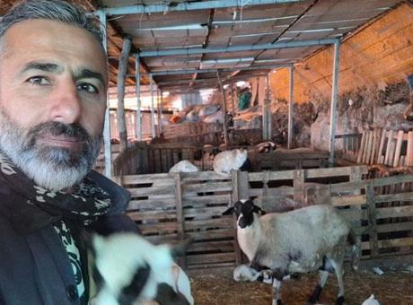 Hobi olarak 4 koyunla başladı! 600 hayvan sayısına ulaştı