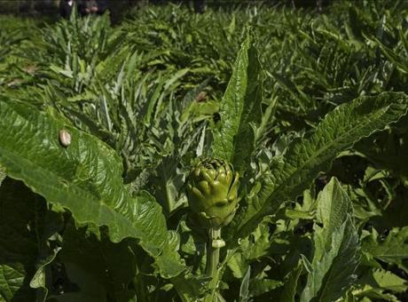 Enginar verimi arttı