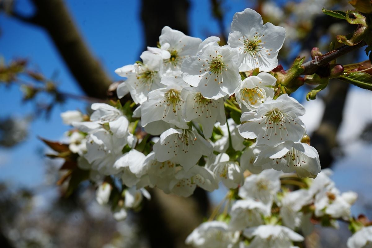 Amasya'da çiçek açan kiraz ağaçları bahçeleri beyaza bürüdü