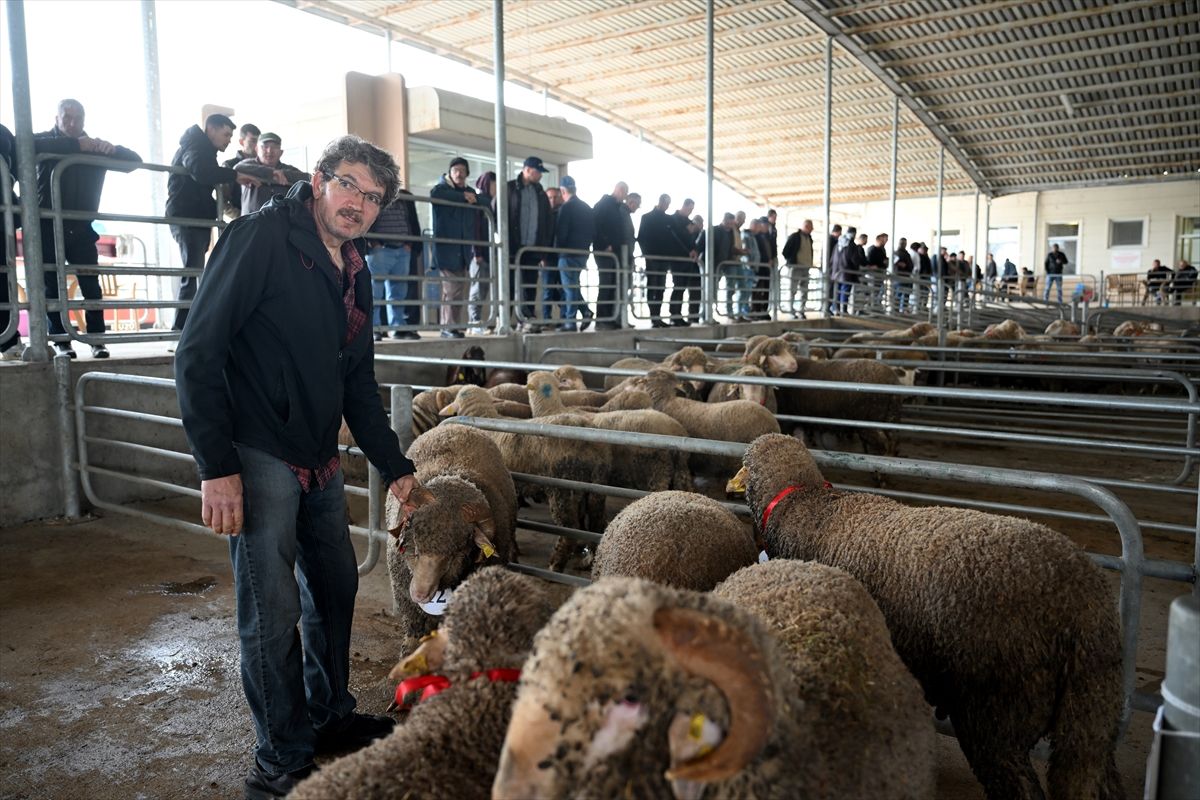 Edirne'de 2. Koç ve Teke Mezatı düzenlendi