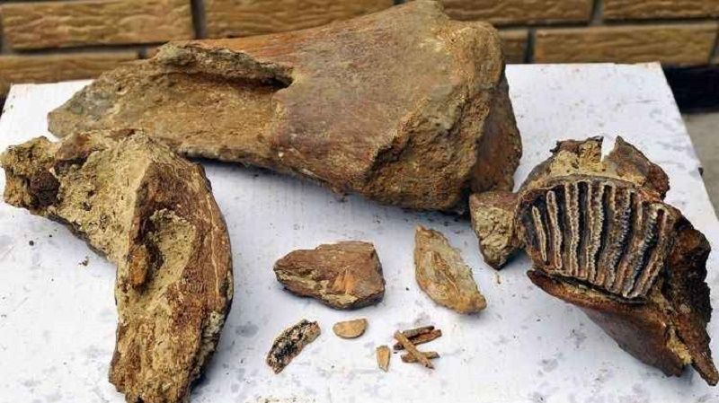 Türkiye’de bulunan 16 bin yıllık köpek fosili tarihe geçti