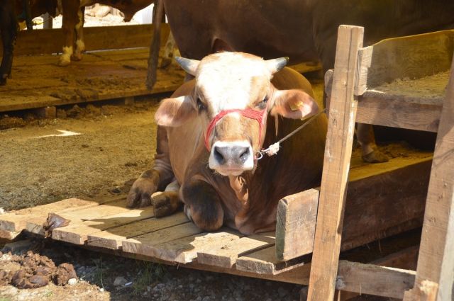 Kurban Bayramı için 2026 kuralları netleşti!