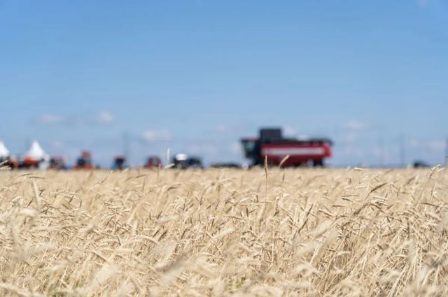 Türkiye Rusya’dan Buğday İthalatını 6 Milyon Tonun Üzerine Çıkardı