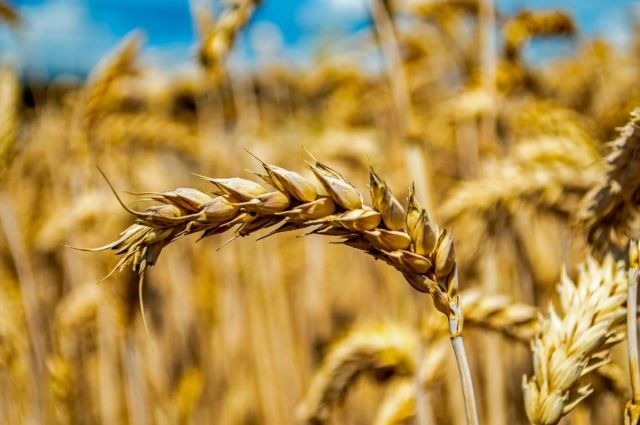 Rusya ve ABD Piyasalarında Buğday Fiyatları Hareketlendi
