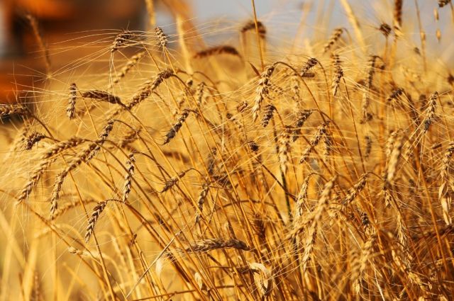 Ürdün 60 bin ton buğdayı Cargill’den satın aldı