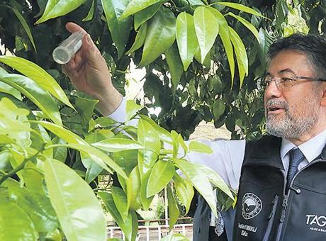 Bakan Yumaklı: 17 farklı türde 39 yeni bitki çeşidi tescil edildi! Tohumda bağımsız Türkiye