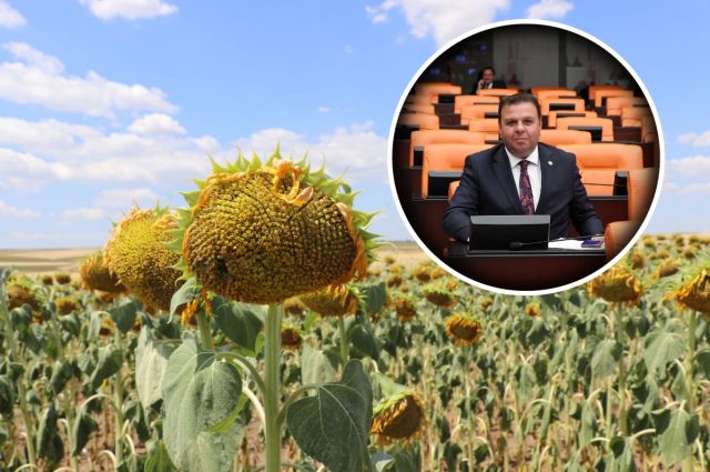 Ediz Ün: Yağlık Ayçiçeği Üretimi Son 9 Yılın En Düşüğünde