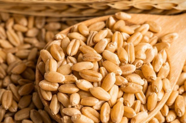 Hindistan Bakanlığı buğday ihracat kotasını iki katına çıkardı
