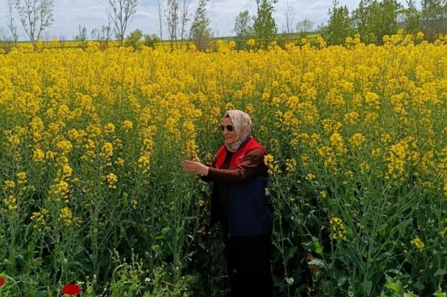 Kırklareli Tarım Müdürlüğü Babaeski’de kanola kontrolü yaptı