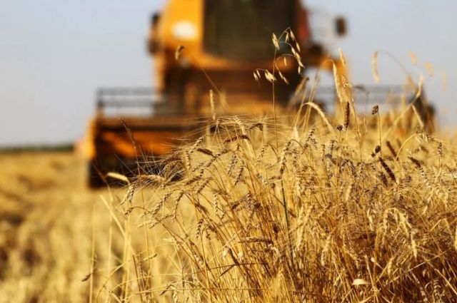 Rus Tarım Bakanlığı buğday, mısır ve arpa ihracat vergisini kaldırdı