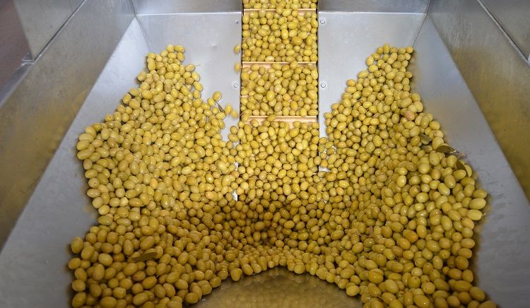 Zeytin ağacı yavaş konuşur!