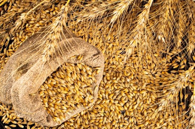 IKAR: Rusya’nın Buğday Rekoltesi Tahmini 91,5 Milyon Tona Çıktı