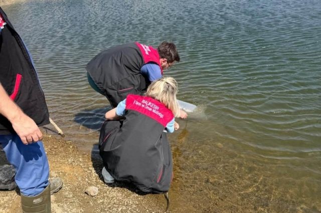 Balıkesir’de göletlere 116 bin sazan yavrusu bırakılacak
